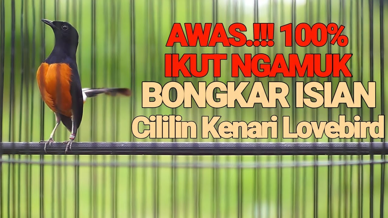 LANGSUNG EMOSI IKUT BONGKAR ISIAN ISTIMEWA DENGAN MURAI BATU GACOR ISIAN CILILIN KENARI LOVEBIRD INI