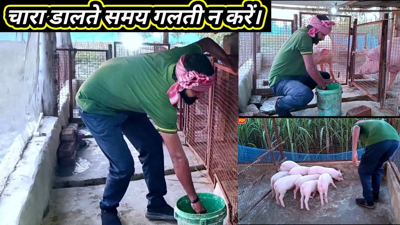 The pig farming || चारा डालते समय गलती न करें || #rishilal #pig #vlog #video #2025..