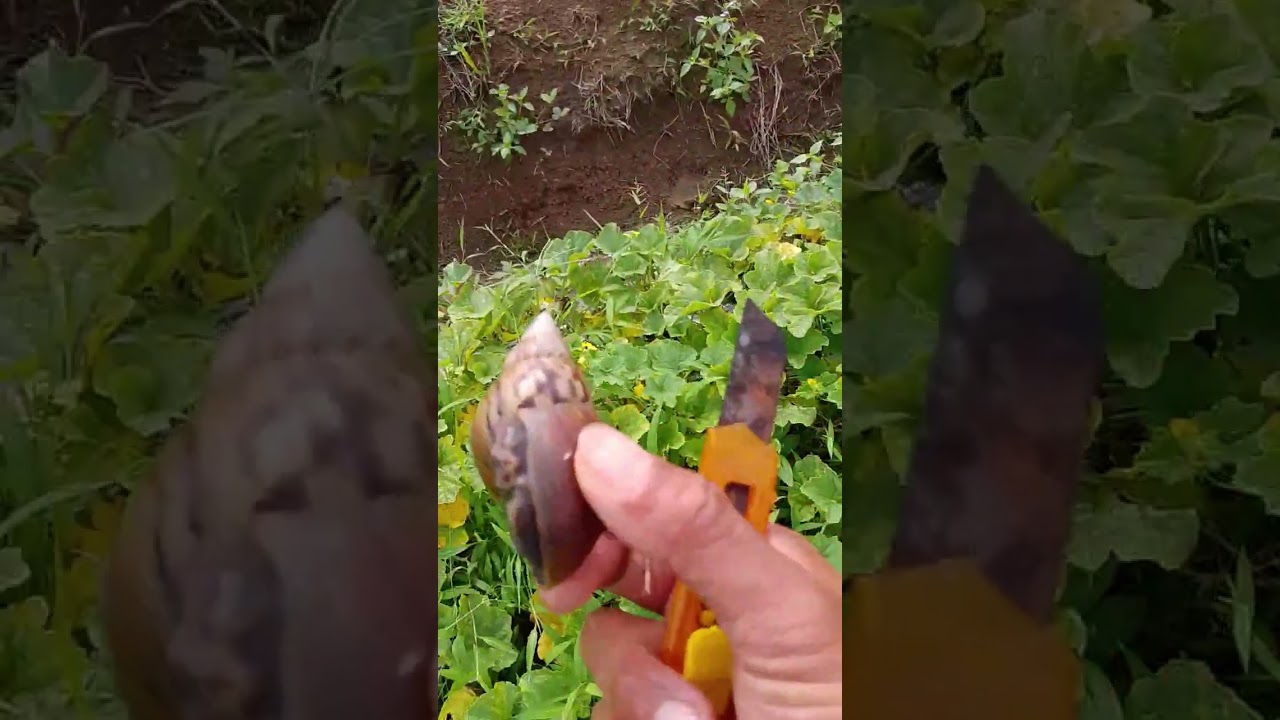Panen tahap tiga timun suri 