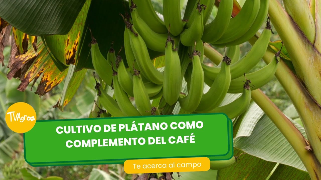 Cultivo de plátano como complemento del Café- TvAgro por Juan Gonzalo Angel Restrepo