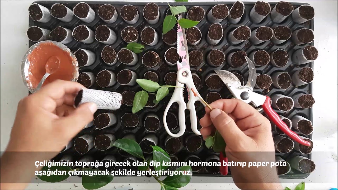 Hünnap Fidanı Üretimi Çoğaltılması Kökledirmesi Hızlı ve Basit Yöntem