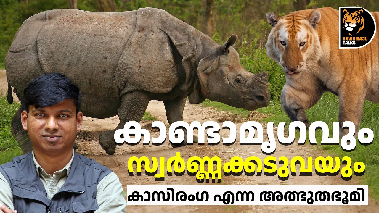കാണ്ടാമൃഗത്തെ കാണാൻ കാസിരംഗയിലേക്ക്; Into the Heart of Kaziranga #davidrajutalks #wildlife
