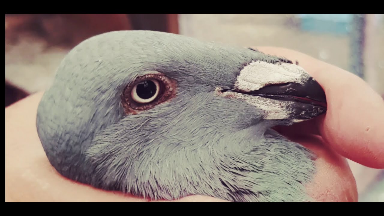 Pigeons : Exhibition homer   تربية الحمام في المانيا محمد المغربي