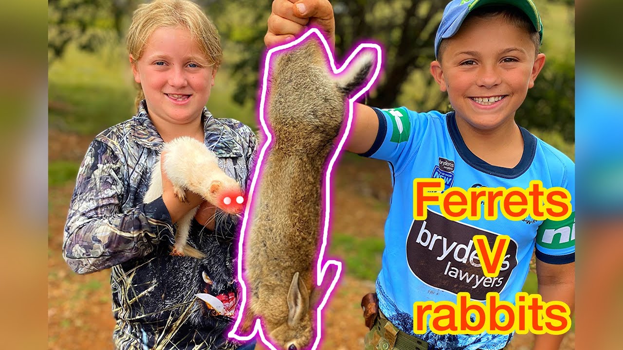 Ferreting Australia - How to catch rabbits with ferrets