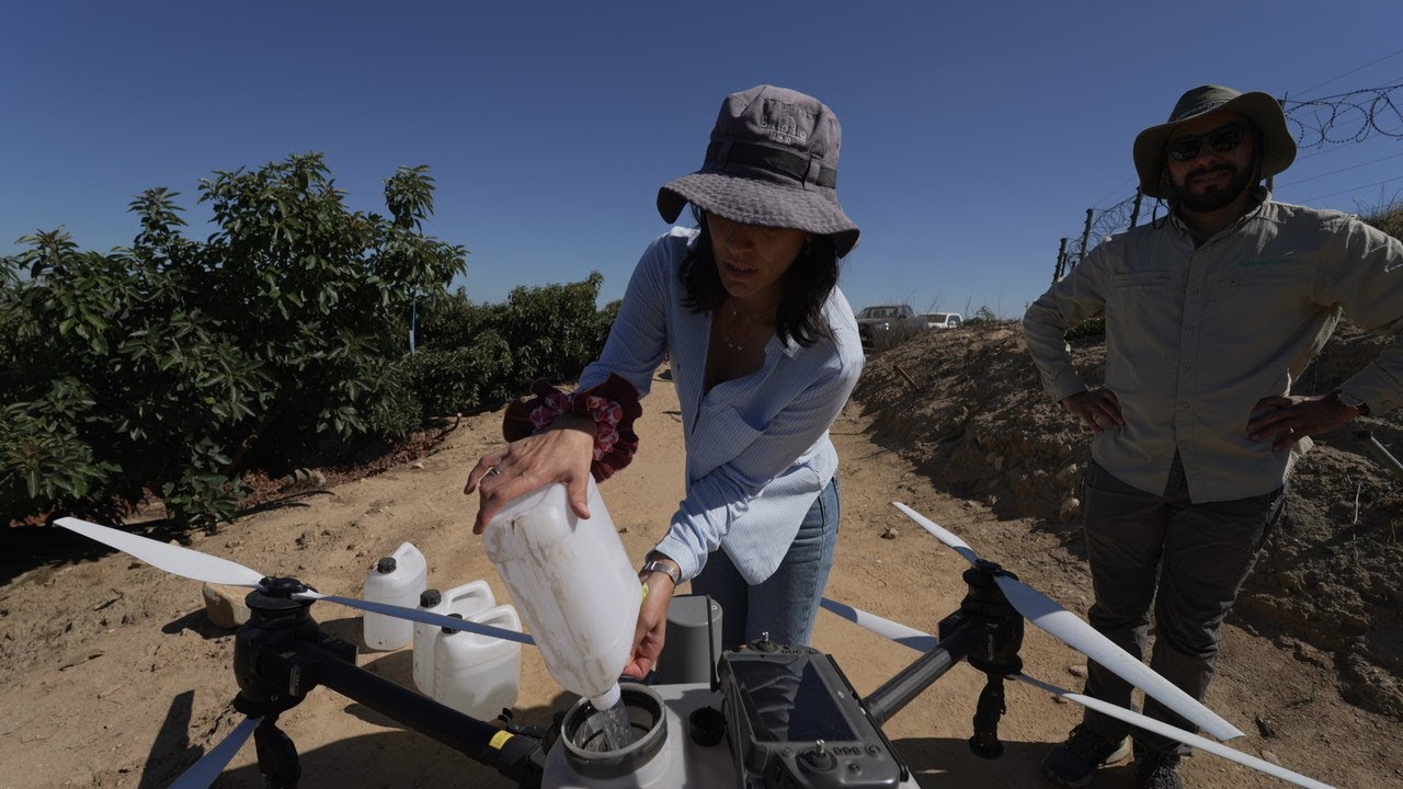 Dron en paltos / caso estudio #djiagriculture #corteva #cortevabiologicals