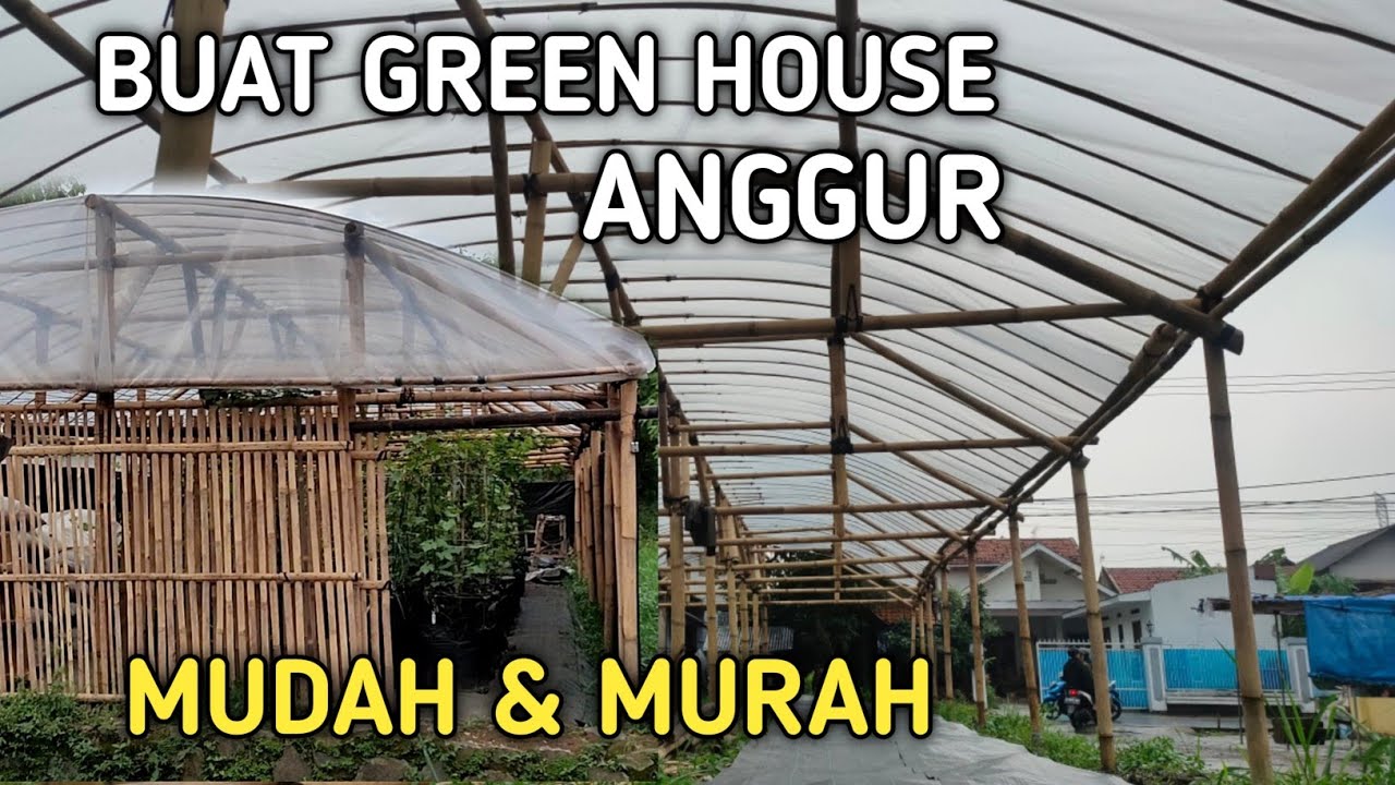 Tips hemat membuat green house bambu untuk anggur