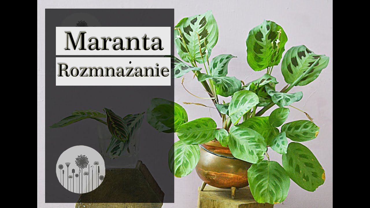 Jak rozmnożyć marantę? Sposoby na rozmnażanie, powielanie i zagęszczanie maranty