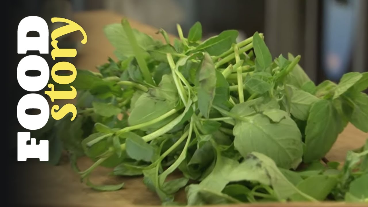 Vous saurez tout sur le basilic