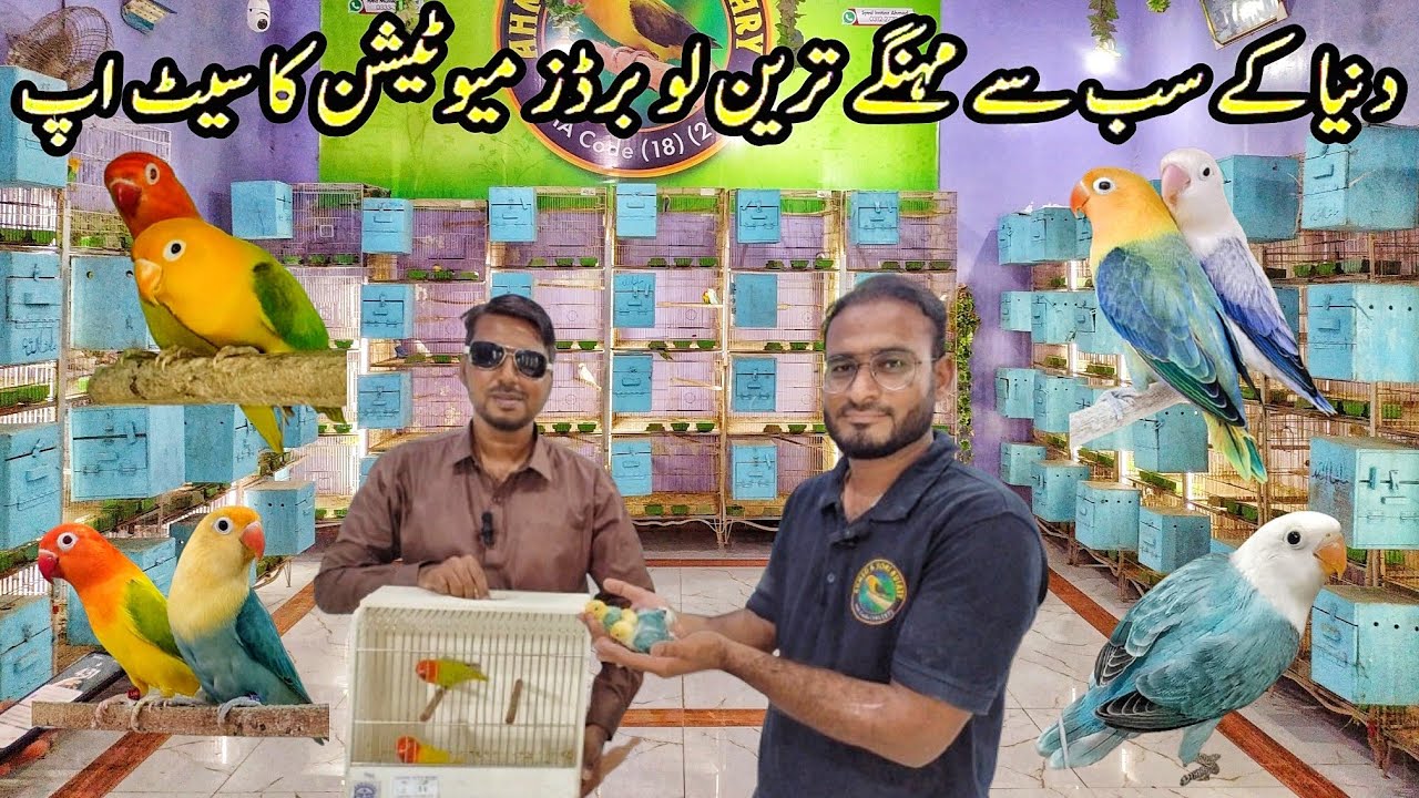World Most Expensive Lovebird Mutation setup Visit of Mumtaz Ahmed | Yellow Face Dun Fellow, Aqua B2