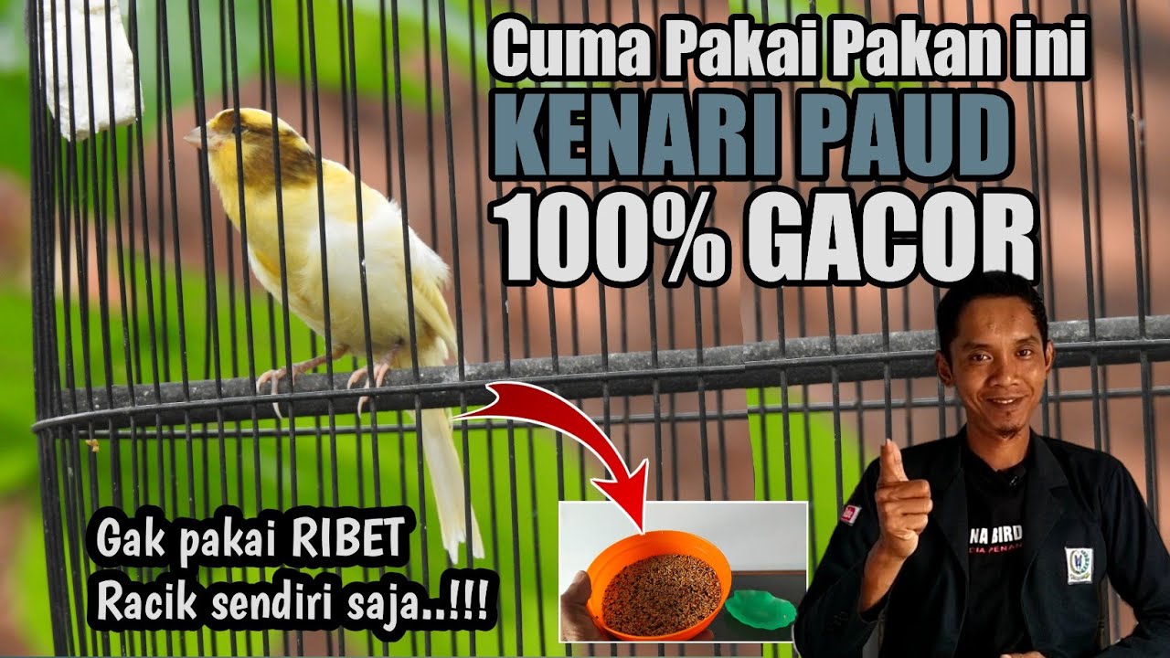 PERAWATAN KENARI PAUD AGAR CEPAT GACOR||racik sendiri saja bisa
