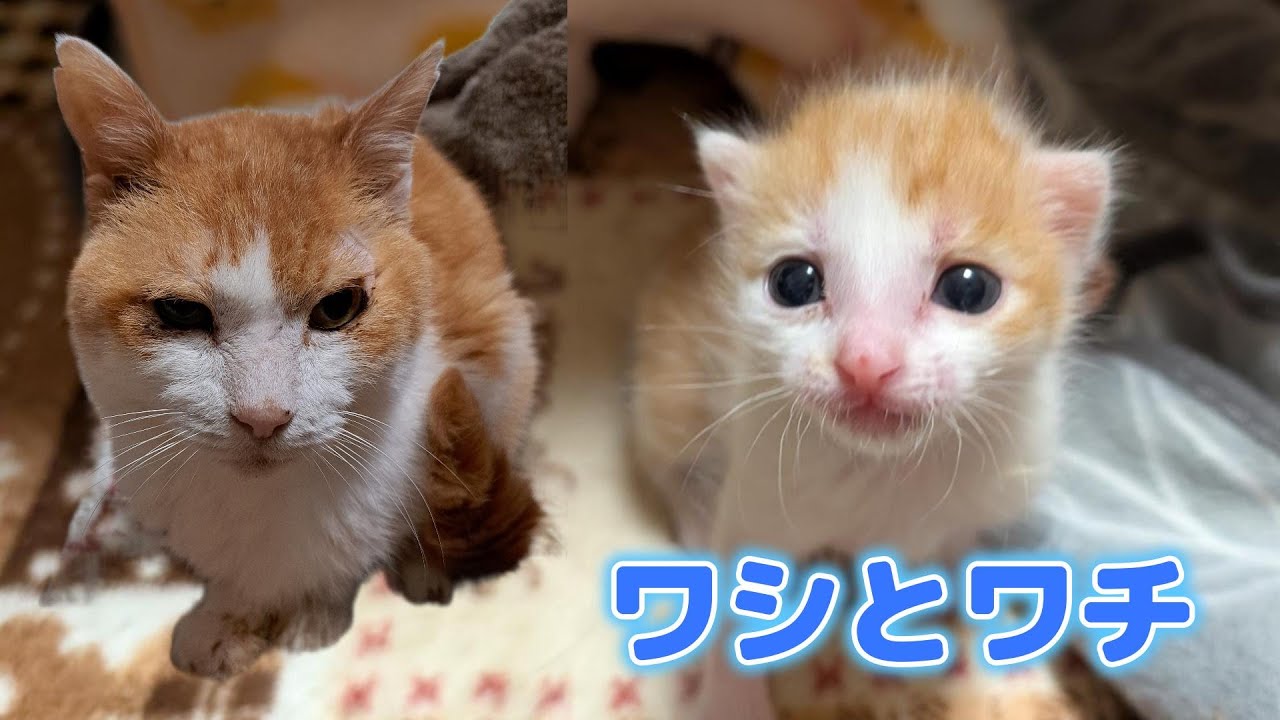チビの名は・・・