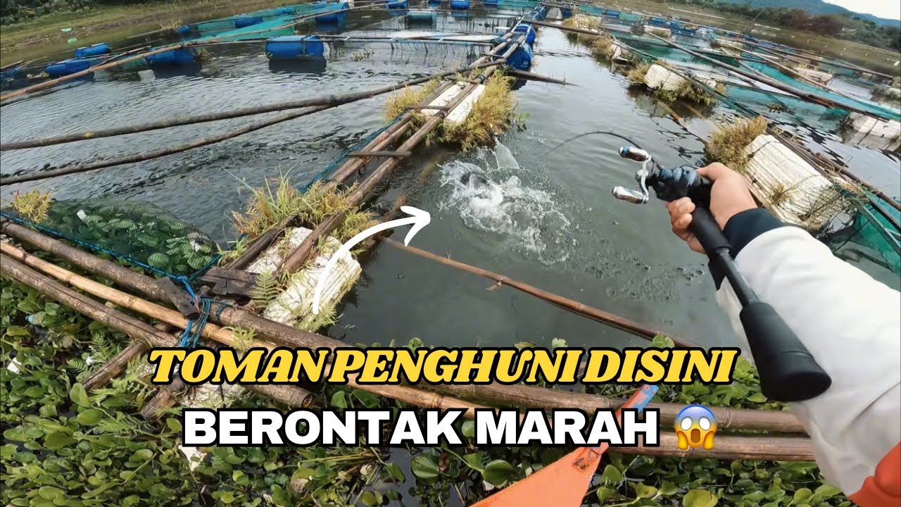 MANCING TOMAN DAN HAMPALA TERBARU PEMBUKAAN 2026‼️