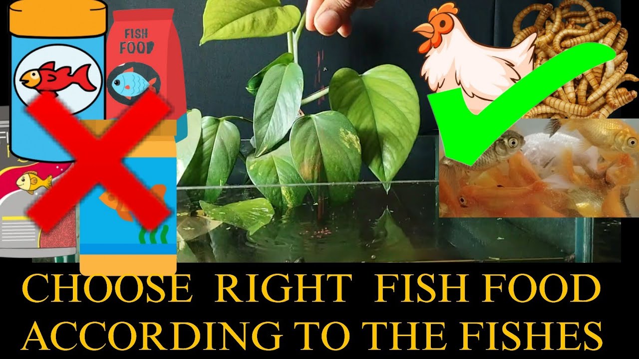 CHOOSE RIGHT FISH FOOD ACCORDING TO THE FISHES RIGHT WAY TO GIVE FOOD TO FISHES