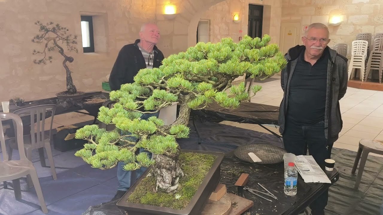 Stage Abe Daiki à Bruges, Arbre 6 (Serge)