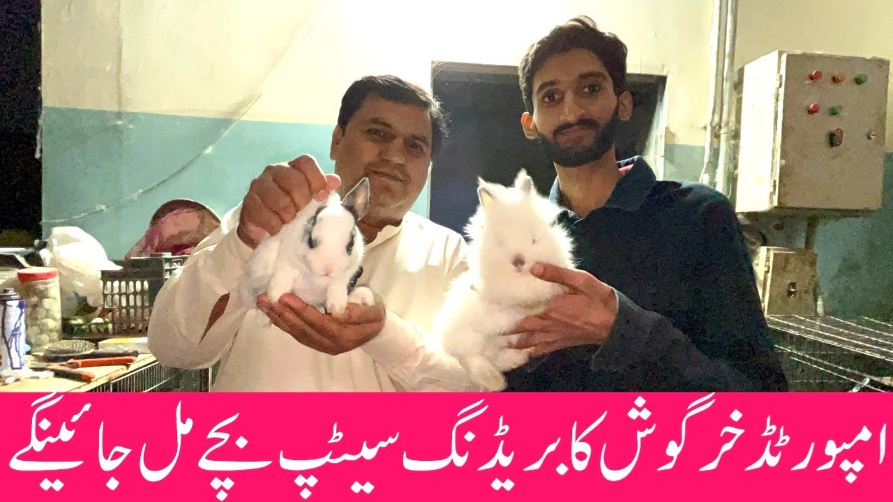 Mahad Fancy Birds | Imported Rabbit Breeding Setup Visit All Variety Of Imported Rabbits