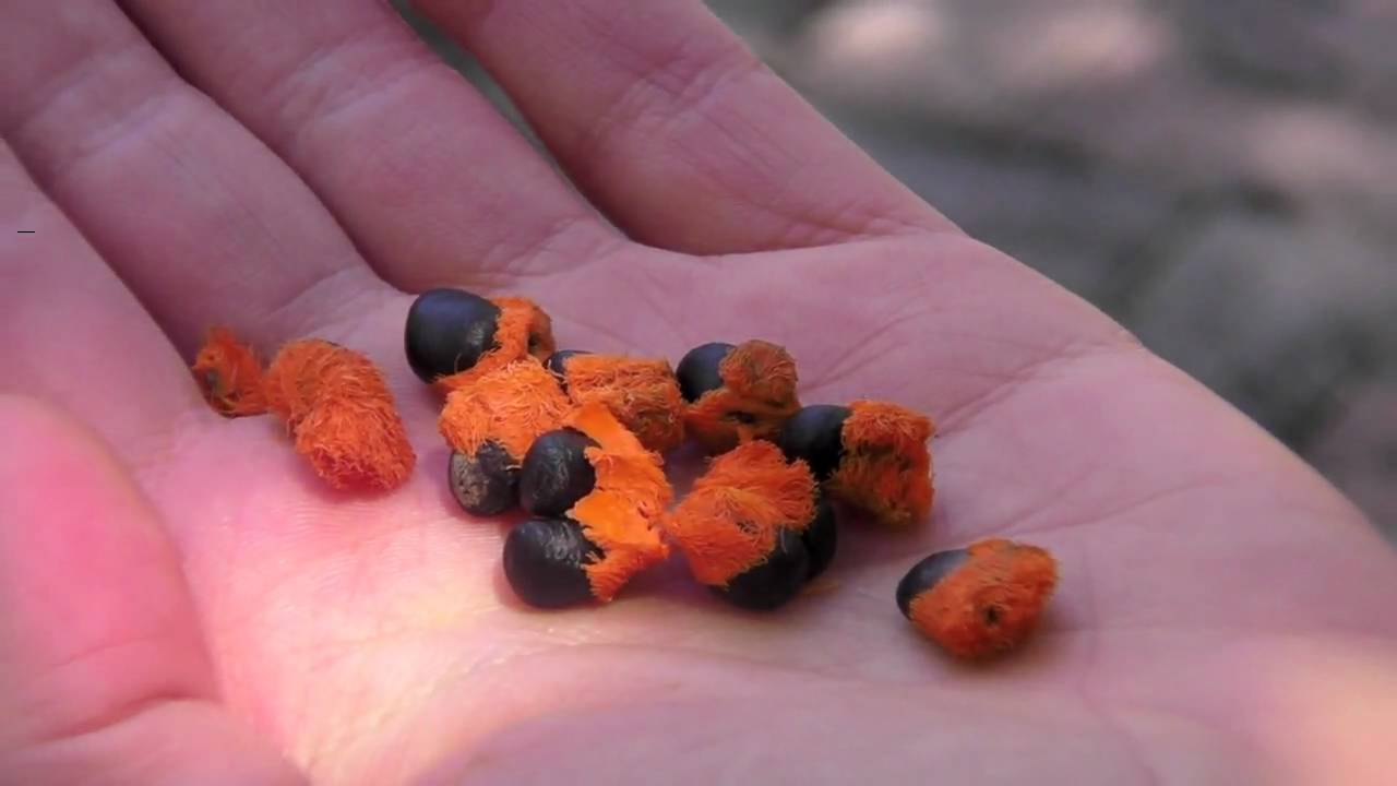 FIU scientists find animal pigment in plants