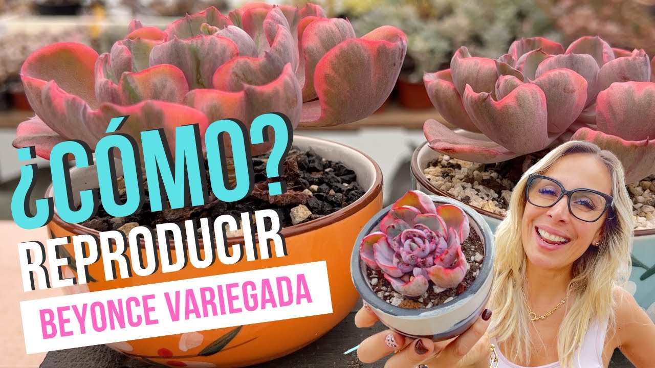 Echeveria Beyonce Variegada la echeveria más linda de todas, tips de reproducción