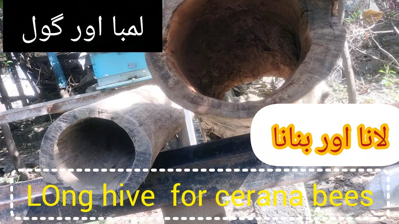 Best of cerana bees. Long hive.#agriculturalsystem #kashmeri.#beefeater #honeybeesting 