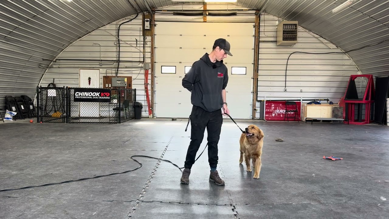 Teaching Heel Command Part 1
