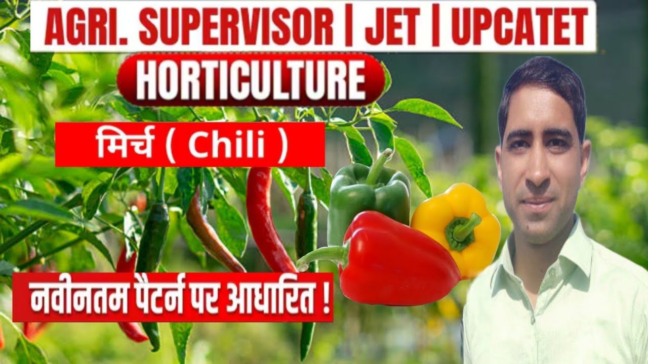 मिर्च की फसल 