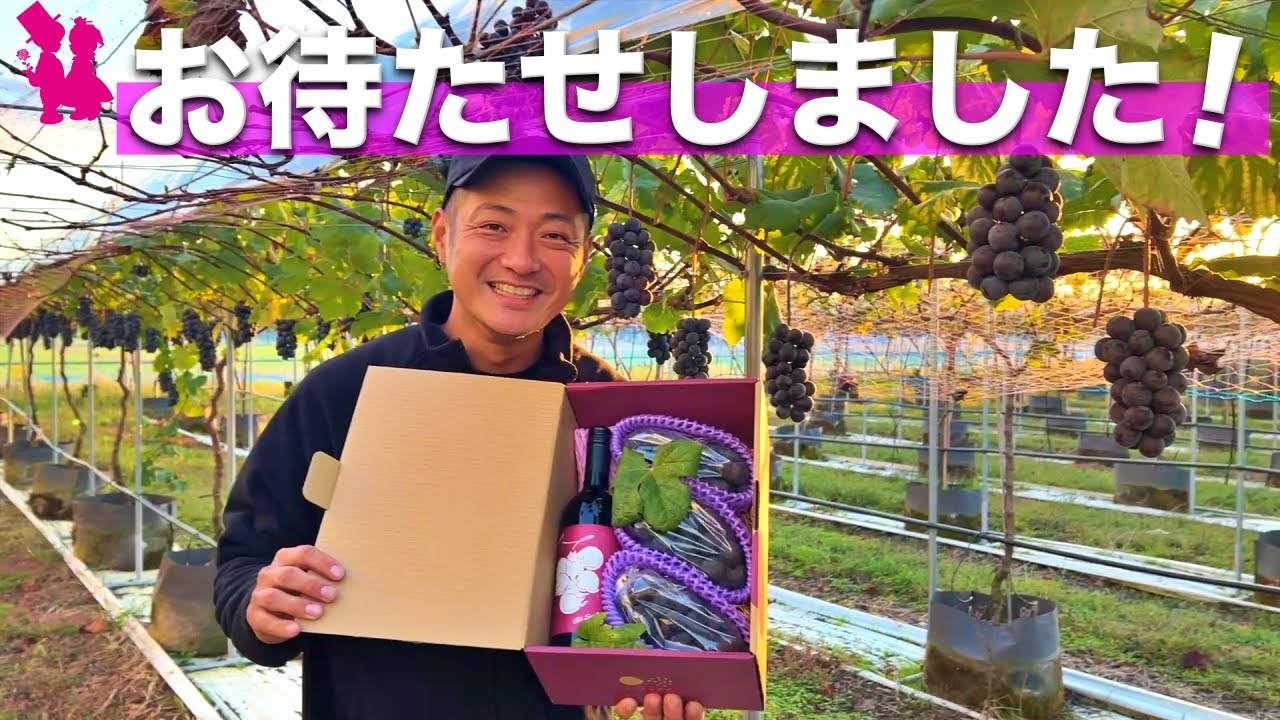 【今年限り】希少なぶどう🍇＆ワイン🍷セットの抽選販売を始めます！