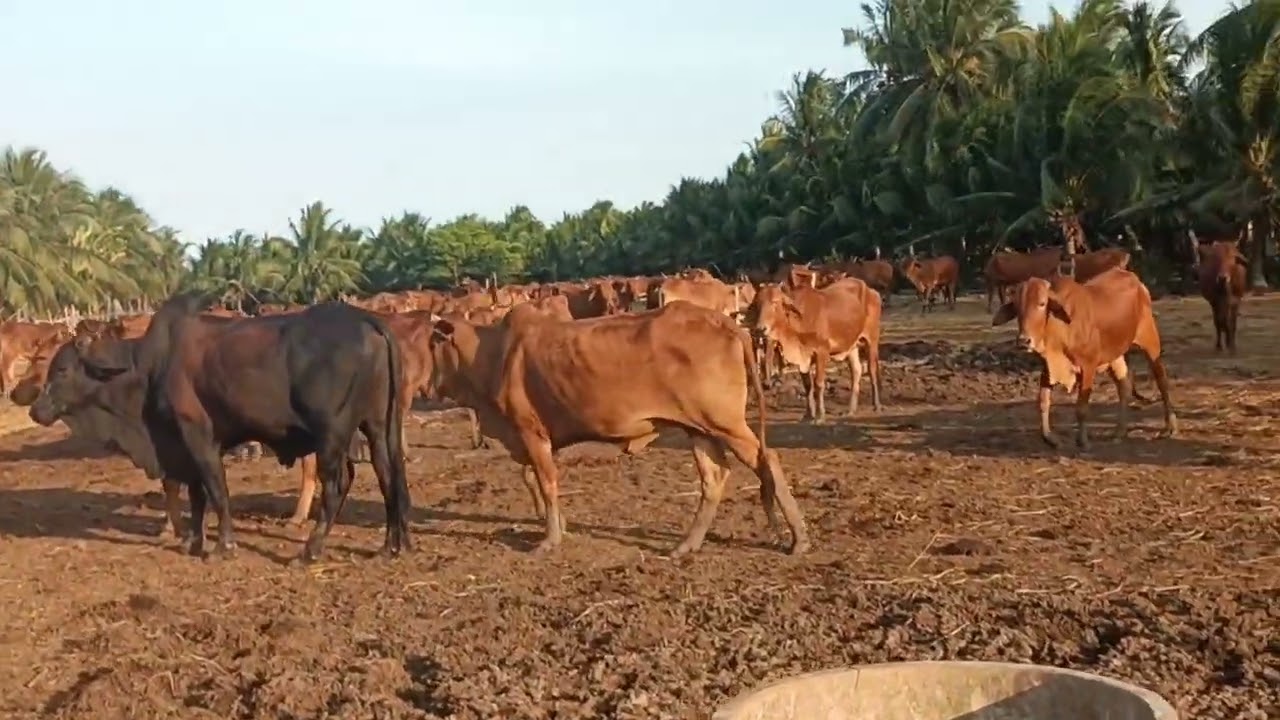 9 tháng 3 tiếp tục giao bò đẹp về cho khách 0984471687