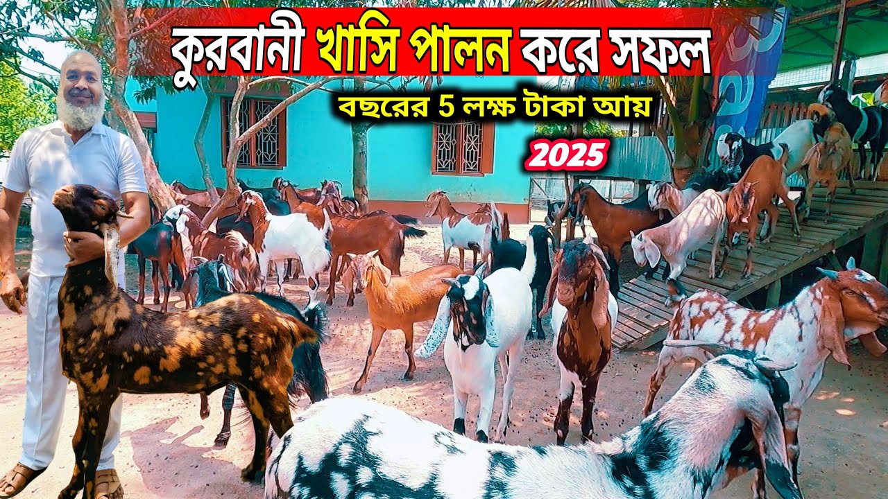 খাসি পালন করে আয় করা সম্ভব 2025 || কত টাকা খরচ ? কত টাকা আয় ? || Perfect way goat forming 100%