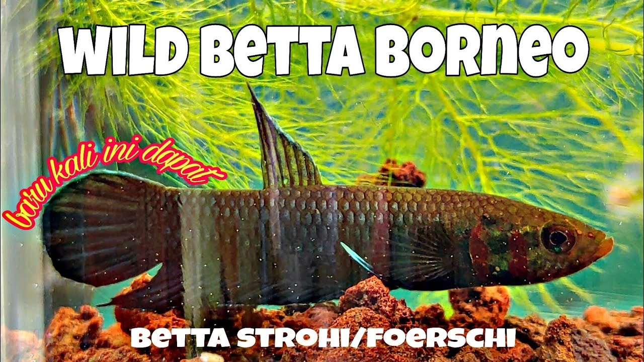 𝗖𝘂𝗽𝗮𝗻𝗴 𝗹𝗶𝗮𝗿 𝗸𝗮𝗹𝗶𝗺𝗮𝗻𝘁𝗮𝗻 | wild betta Strohi borneo | wild betta Foerschi