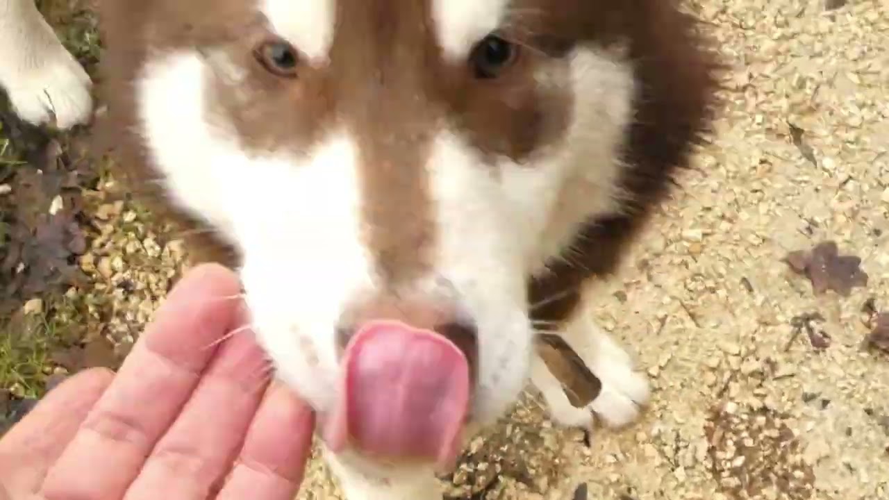 L'énergie d'un chiot Malamute de l'Alaska