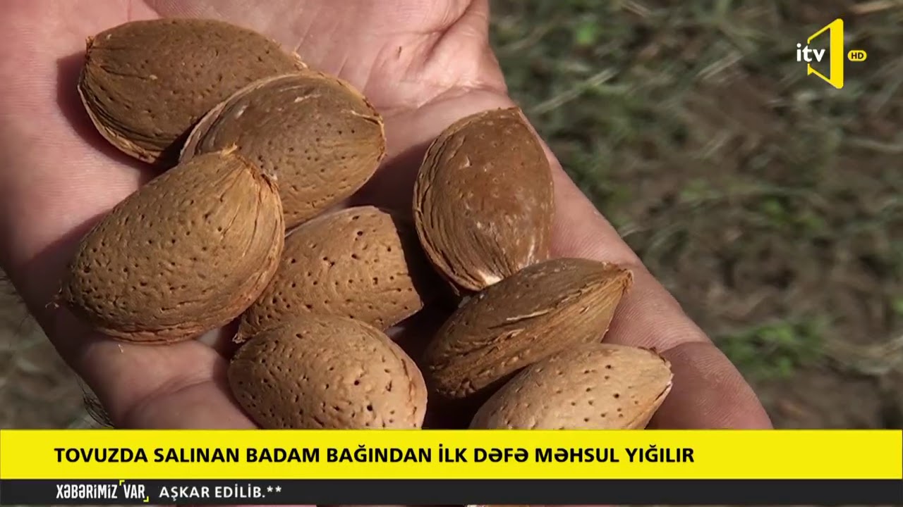 Tovuzda salınan badam bağından ilk dəfə məhsul yığılır