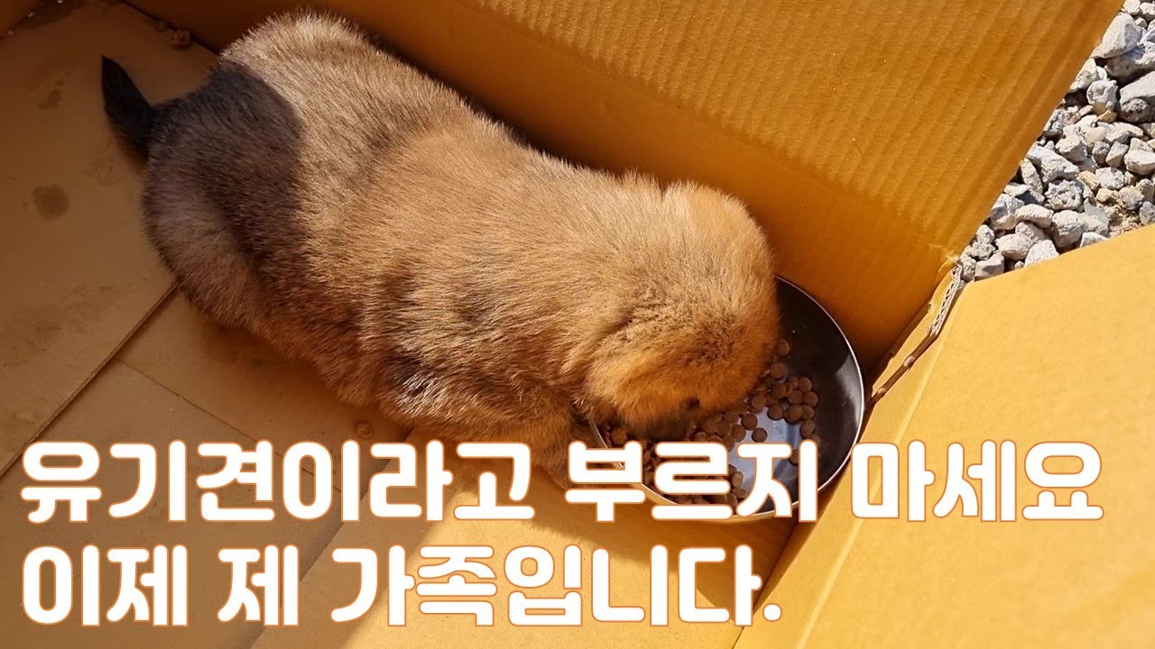원룸촌에서 유기견 멍줍 | 새로운 가족 맞이하기 | 시골생활