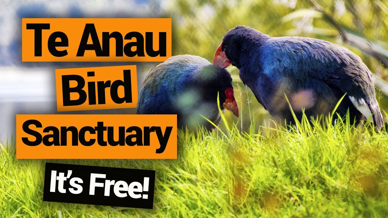 🐦 Te Anau Bird Sanctuary &ndash;  New Zealand's Biggest Gap Year &ndash; Backpacker Guide New Zealand