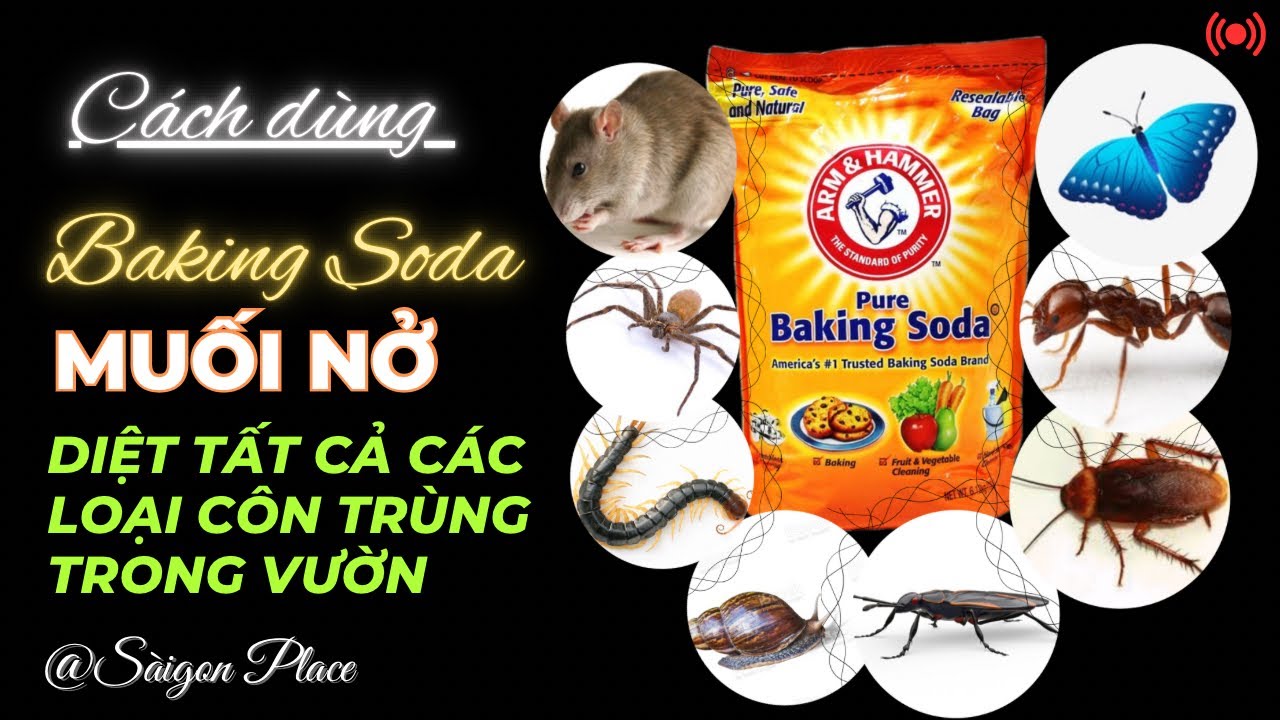 Dùng Baking Soda để diệt hết tất cả côn trùng trong khu sân vườn nhà @SaigonPlace