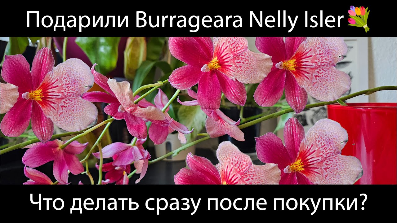 Пересадка Burrageara Nelly Isler после покупки - пошагово
