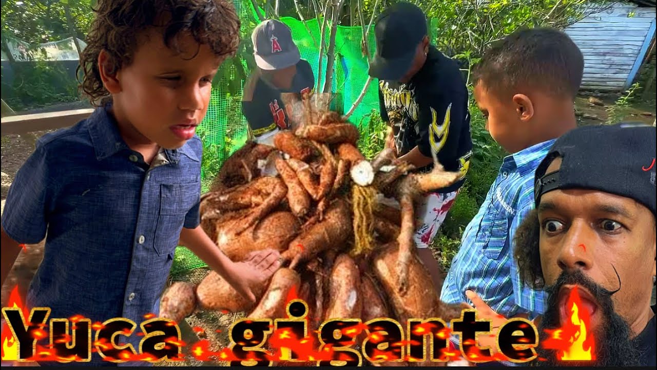 Una reflexión de bondad mientras sacamos una yuca gigante