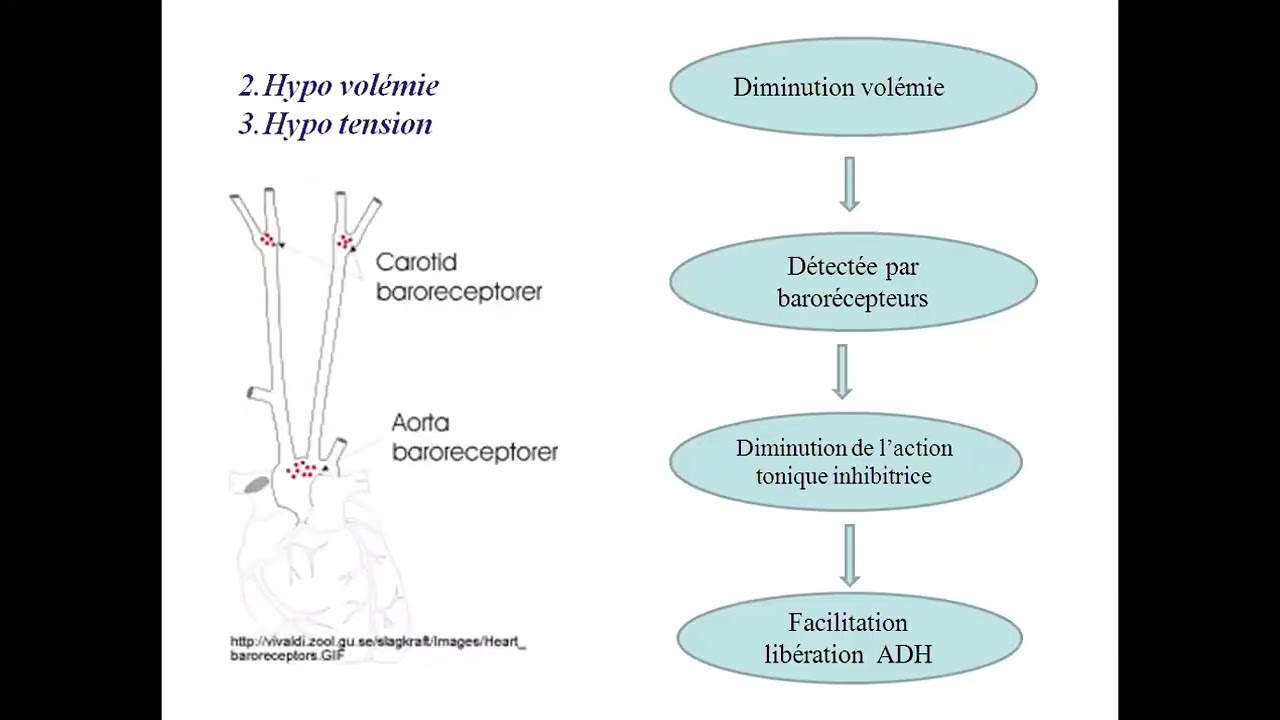 ENDOCRINOLOGIE  diabète insipide cours + td cas clinique de hirsutisme