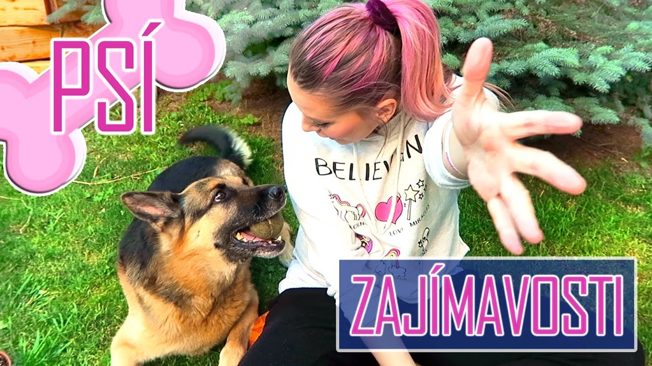 Psi ve tmě nevidí! ● Zajímavosti o psech + zvířecí tag