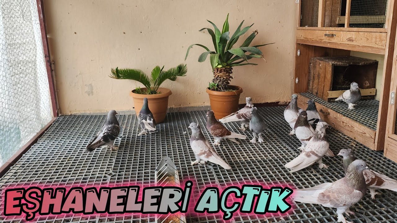 Teras Kümesimiz De Bütün Eşhaneleri Açtık 