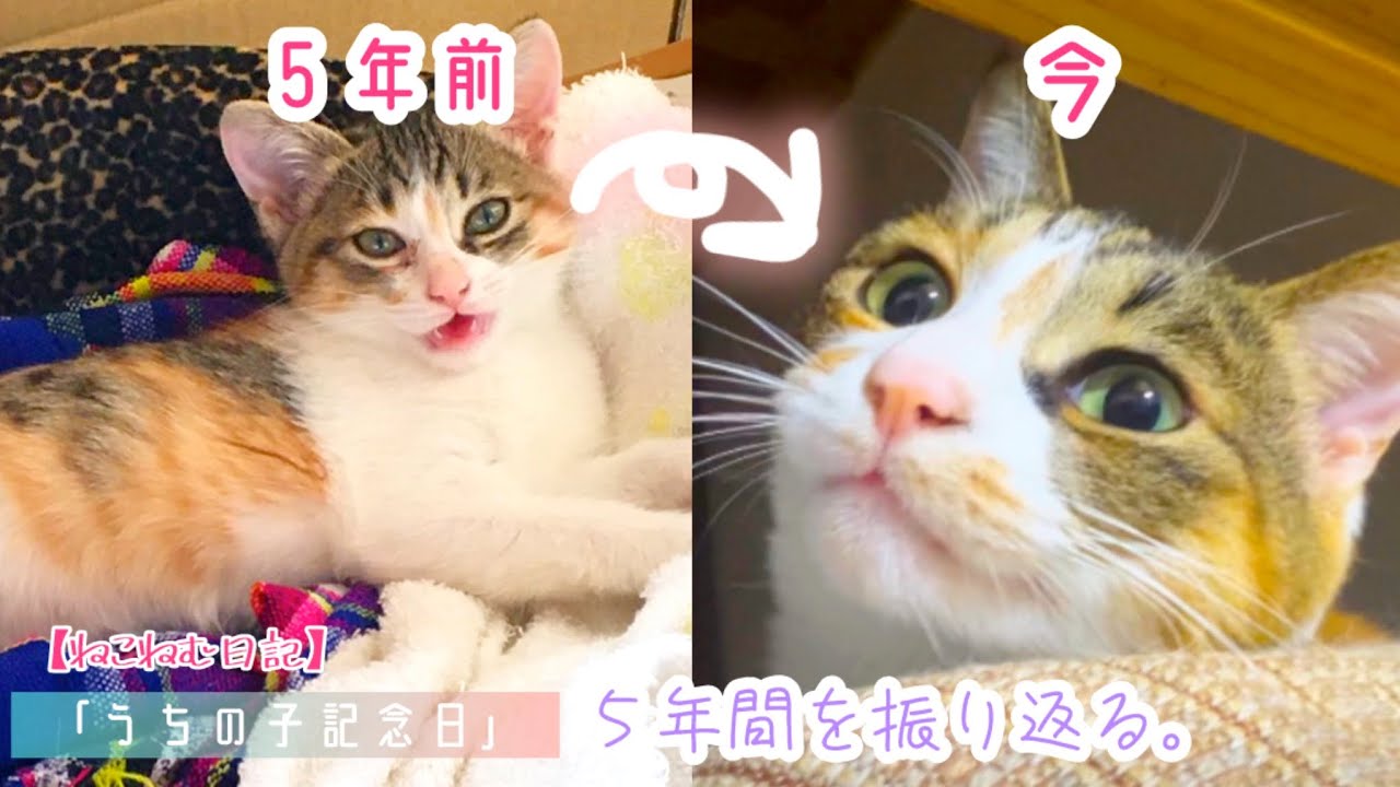 【うちの子記念日】家族になってから５年！愛猫との5年間を振り返ってみた。