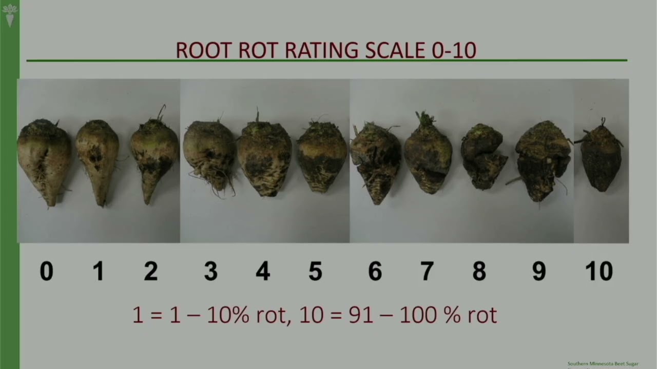 Sugarbeet Disease Management - Dr. Ashok Chanda