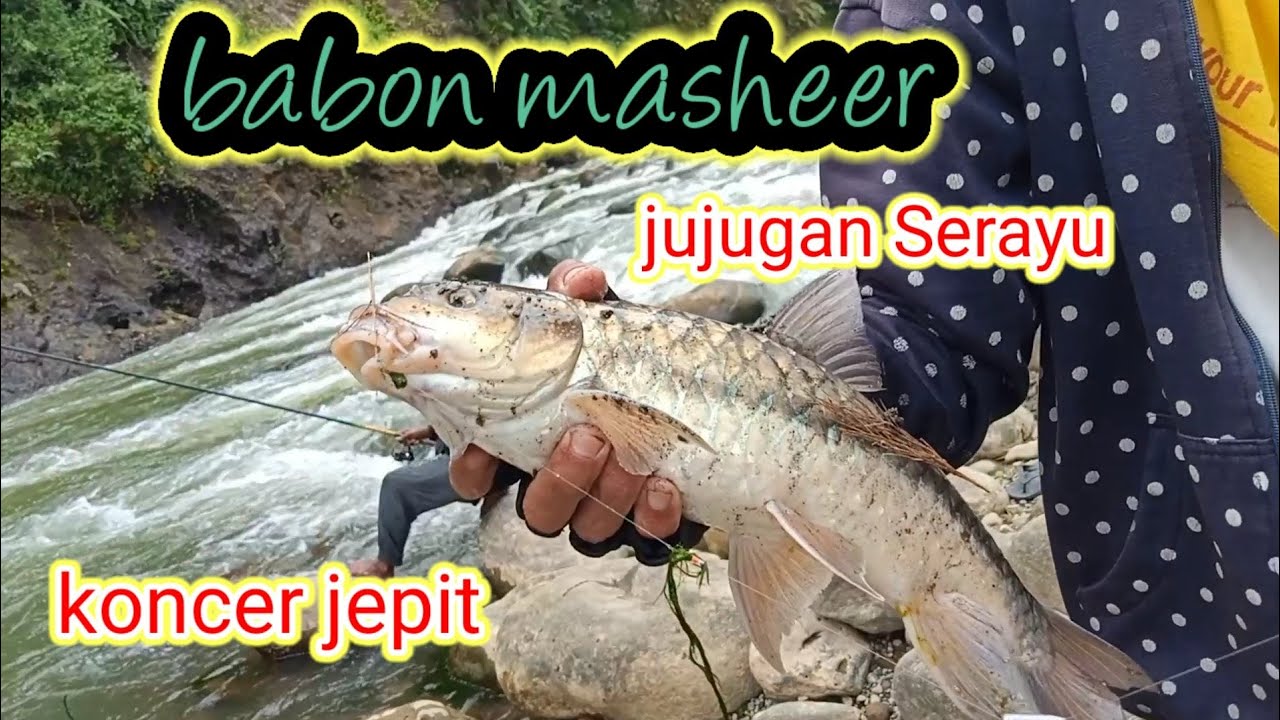 mancing masher  Babon lempon Kedung jujugan serayu