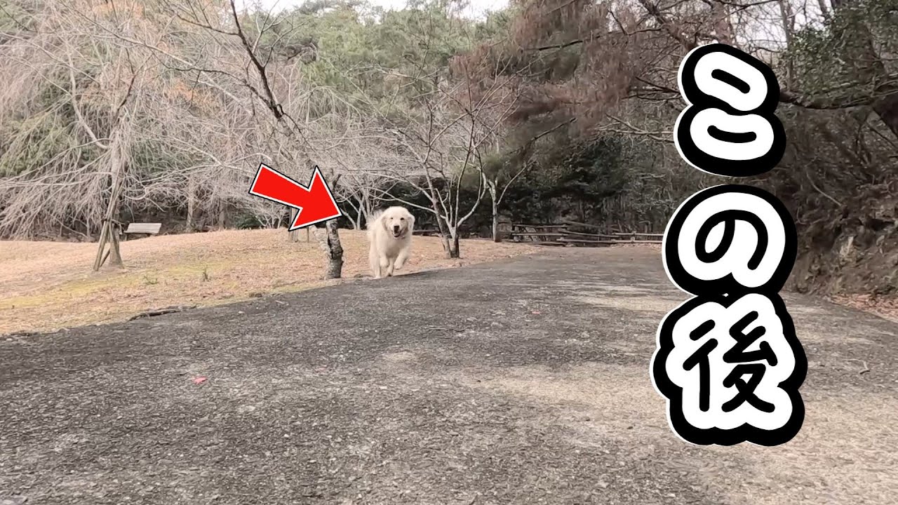【注意喚起】散歩中に余計な事するととんでもない痛めに会います・・・。　#メイちゃんねる