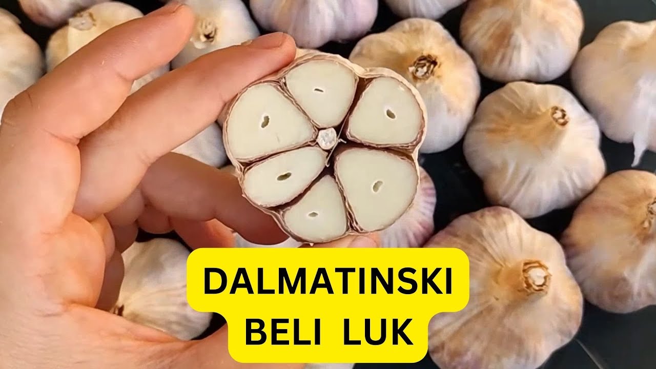 Dalmatinski Beli Luk