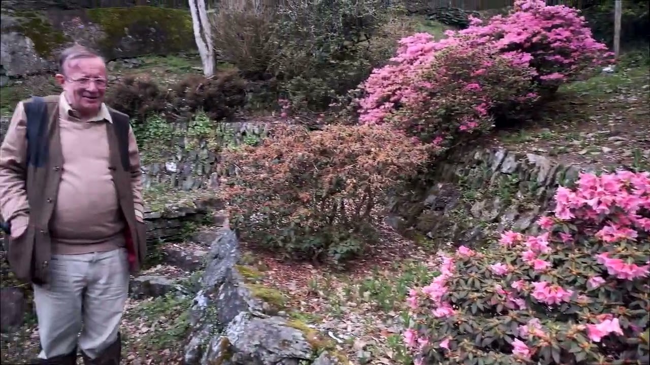 Dwarf rhododendrons in the Rockery at Caerhays