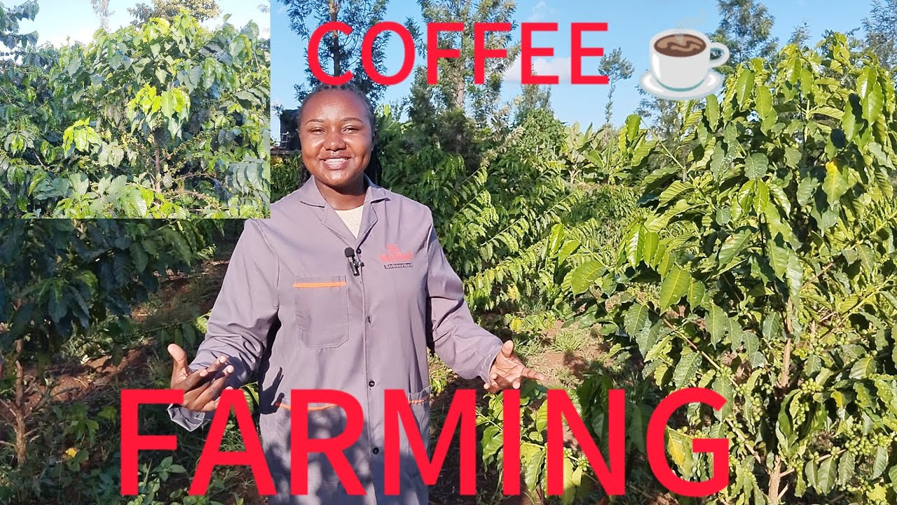 COFFEE FARMING IN  MERU -KENYA||KEY TIPS FOR SUSTAINABILITY OF A COFFEE FARM