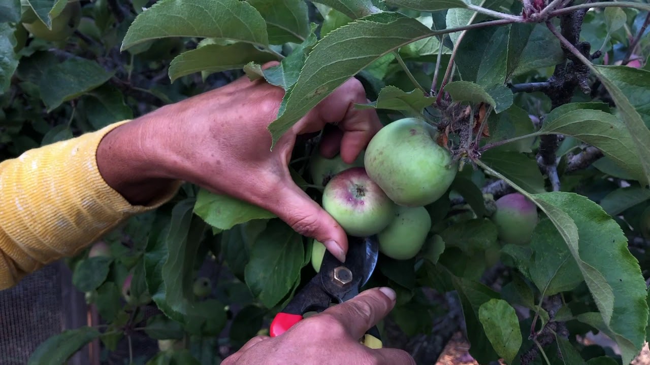How To Thin Your Apple Trees