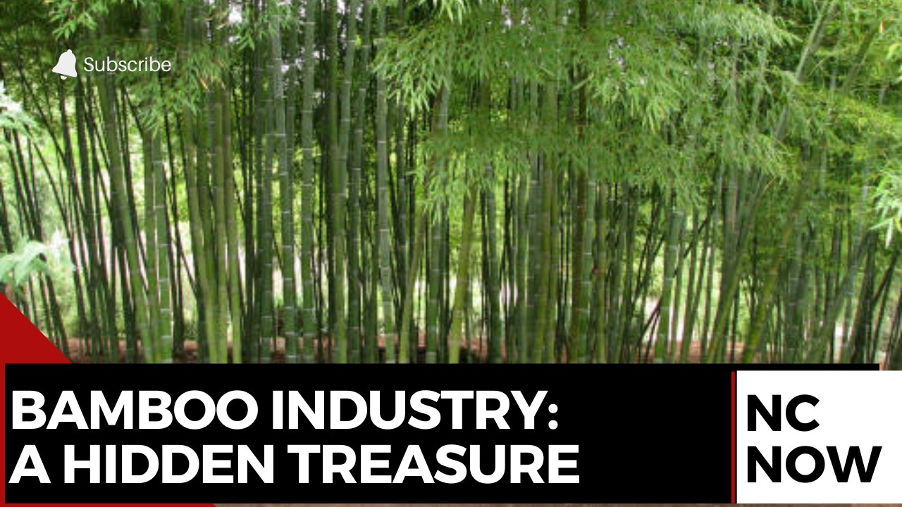 Nigeria Urged to Develop National Bamboo Policy to Boost Economy