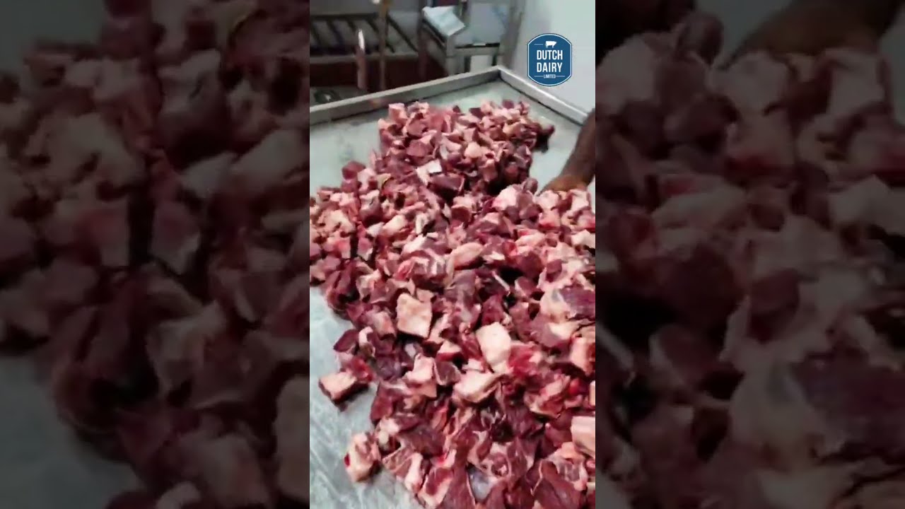 Dutch Dairy ltd/Contact us -01733461243 #dairyfarm #shorts #dutchdairy #youtubeshorts #cattle #beef