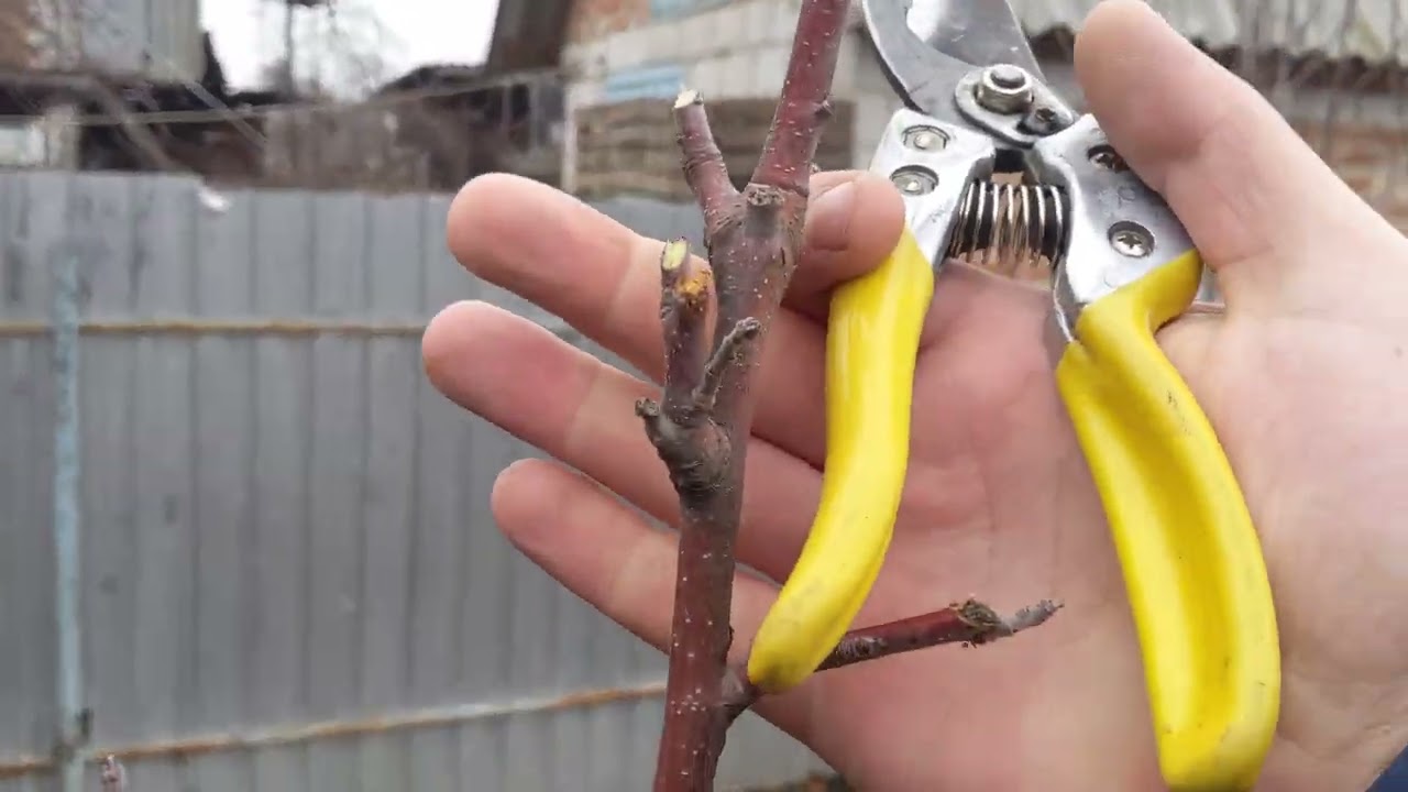 Обрізаємо правильно Черешні і Яблуні🍒🍎🍉