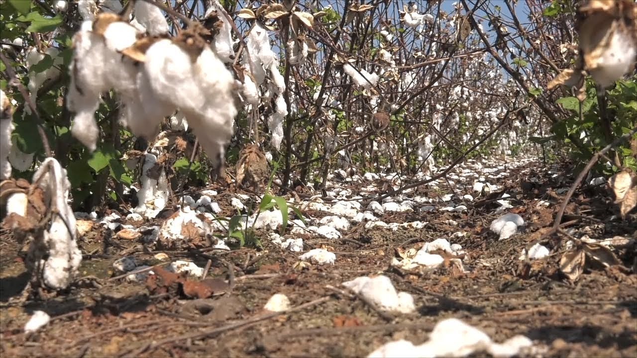 Cotton Crop Takes Heavy Damage from Hurricane Irma